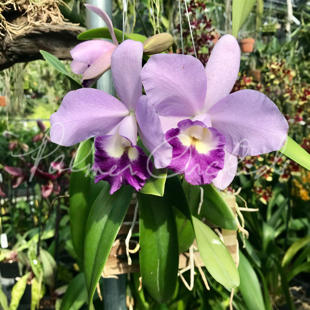 Ctt.+Busy+Bev+1.png?format=1000w